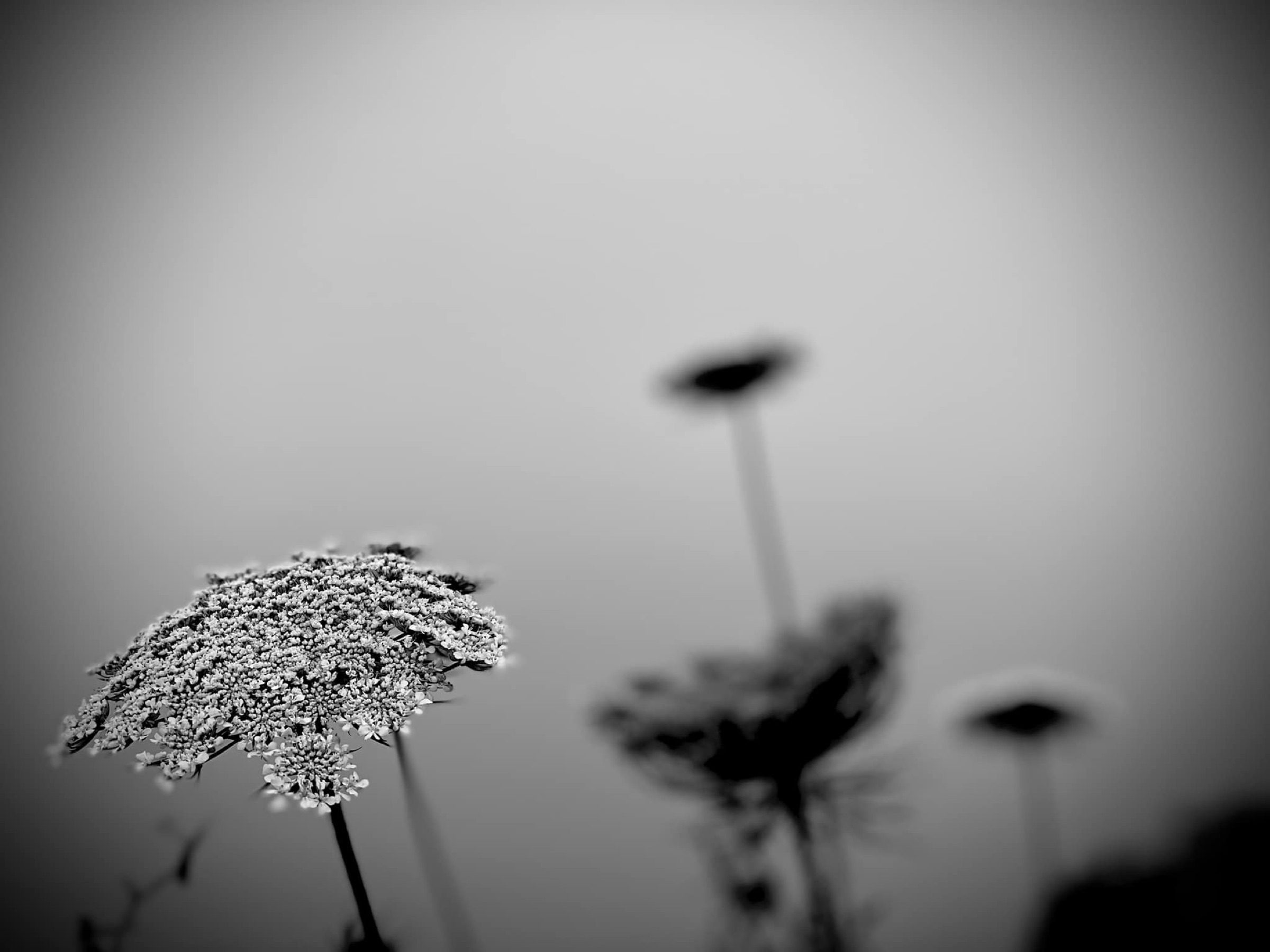 A black and white close study of cow parsley