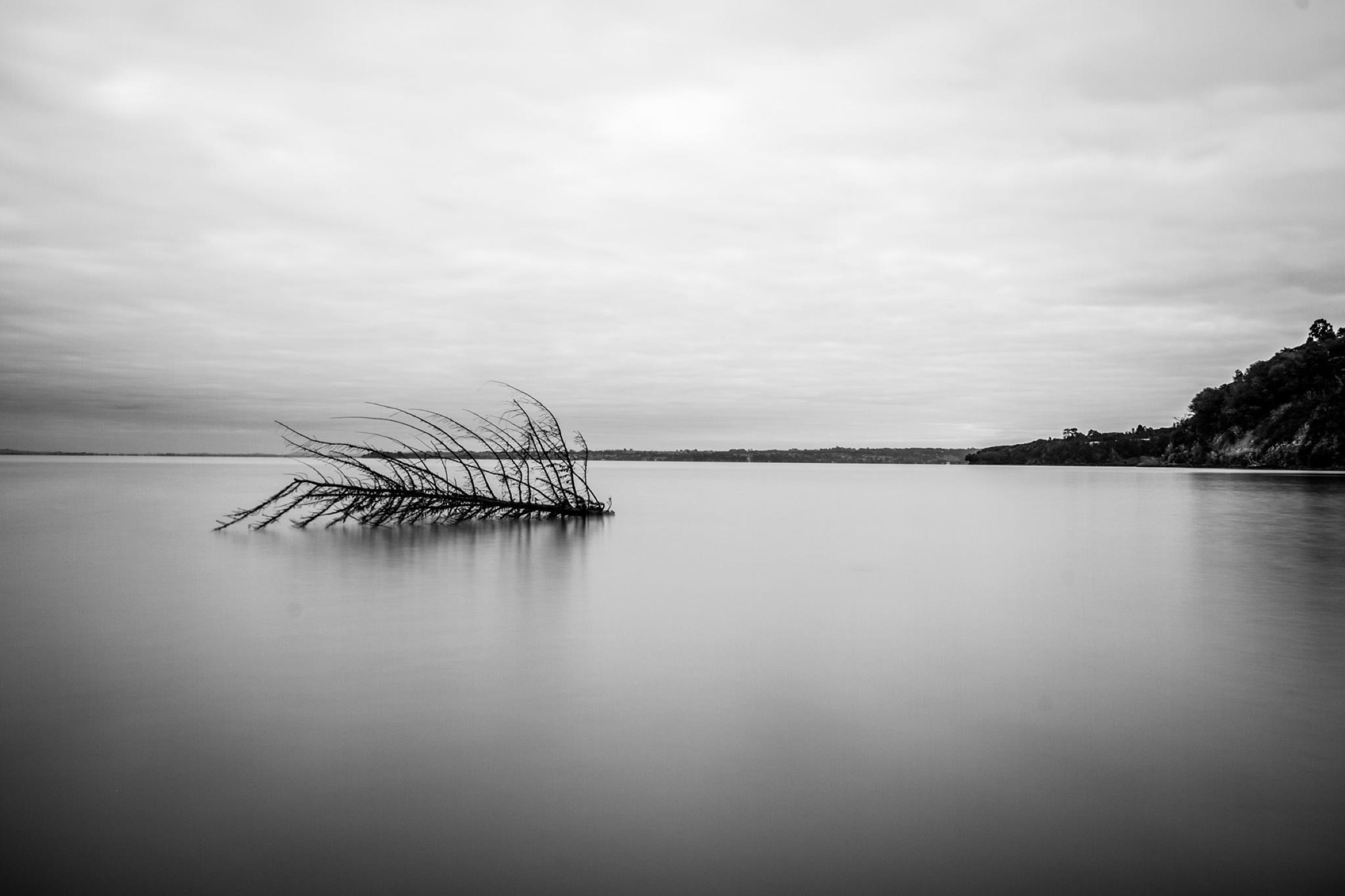 A fallen branch resting in smooth, still water