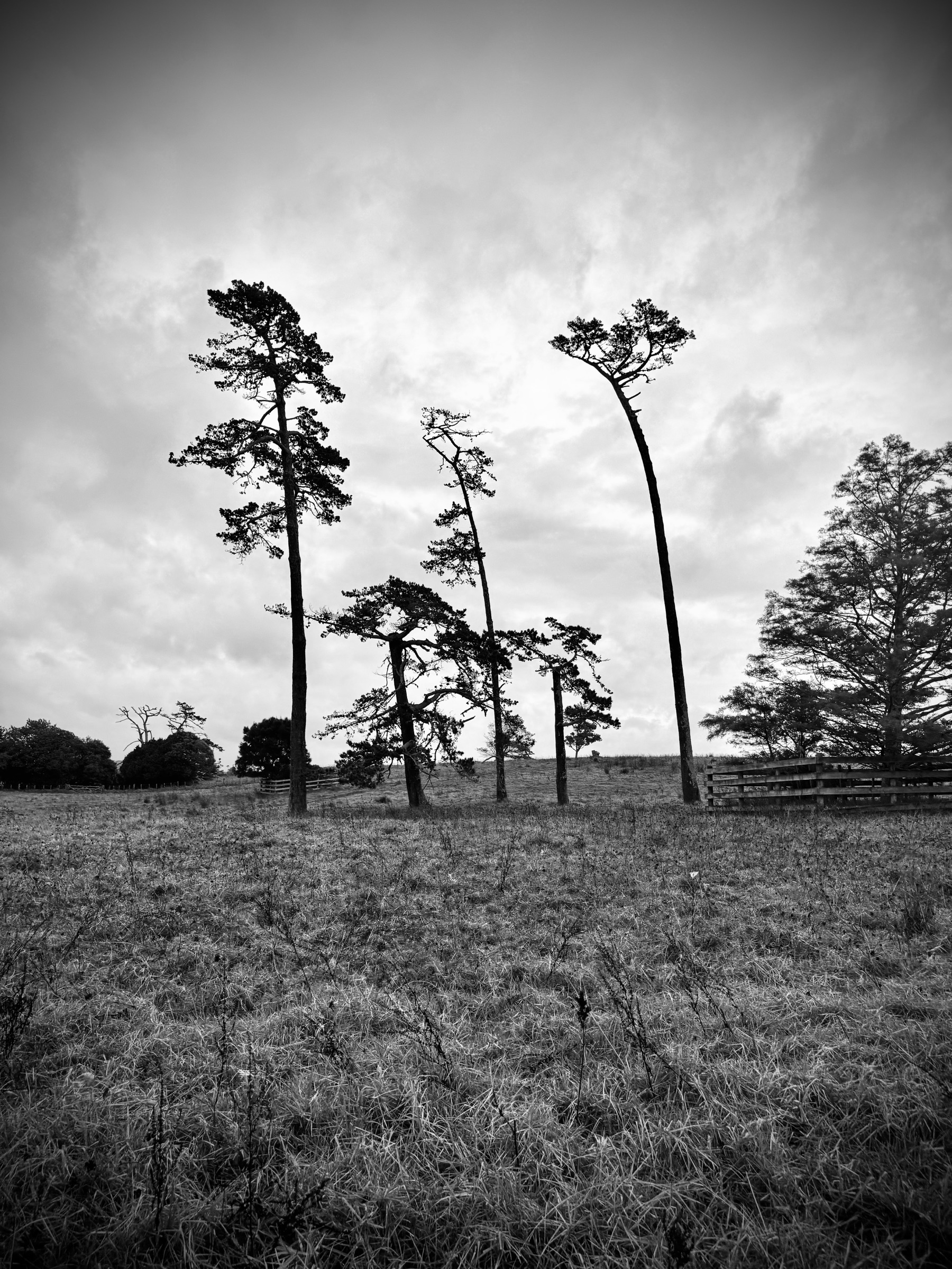 Tall, wind-shaped trees standing in a rural field